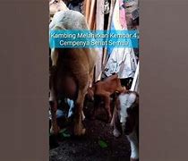 Kambing Melahirkan Kembar 5